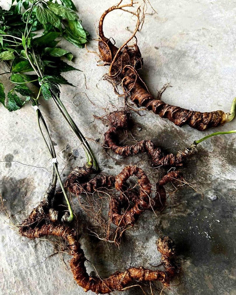 thảo mộc núi rừng